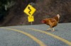 Chicken crossing the road