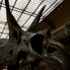 Triceratops fossil, Galerie de Paléontologie du Jardin des plantes (Paris) (personal collection)